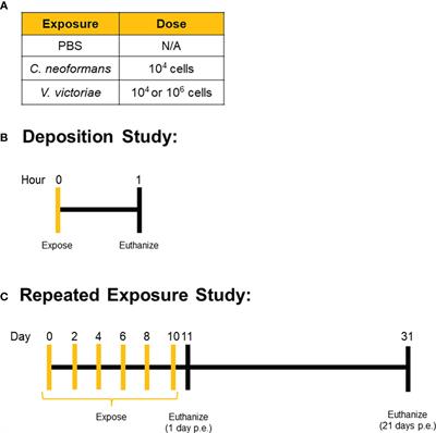 Persisting Cryptococcus yeast species Vishniacozyma victoriae and Cryptococcus neoformans elicit unique airway inflammation in mice following repeated exposure